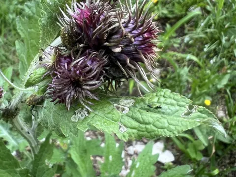Marsh thistle