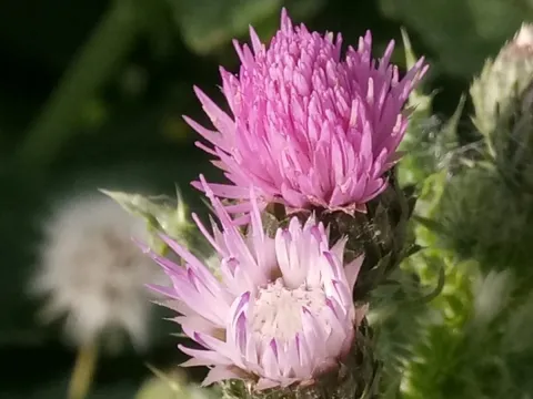 Spach's Thistle