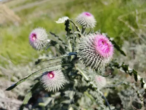 Hook-headed thistle