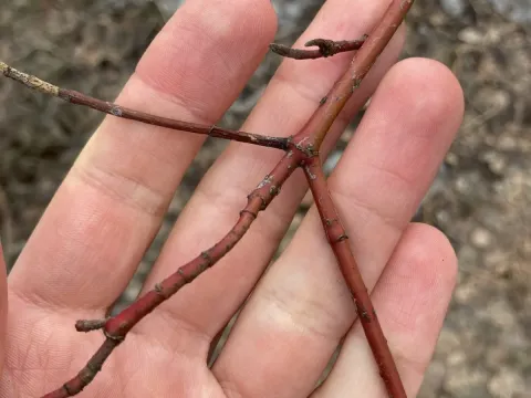 Hesse's dogwood