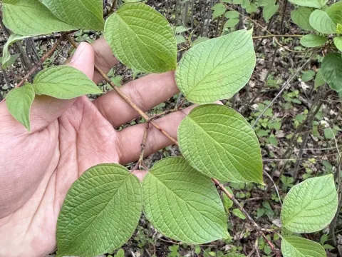 Roundleaf dogwood