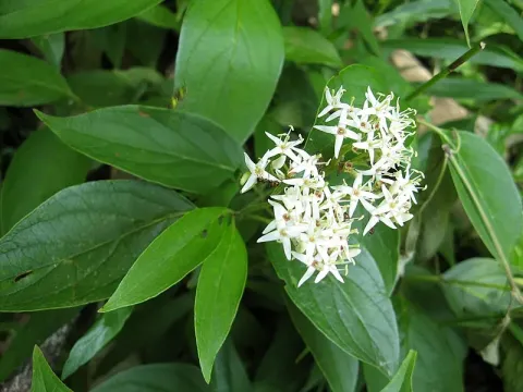 Stiff dogwood