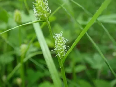 Carex aphanolepis