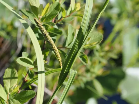 Water sedge