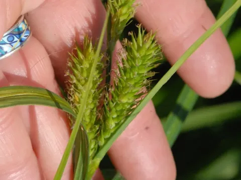 Smooth-beak sedge
