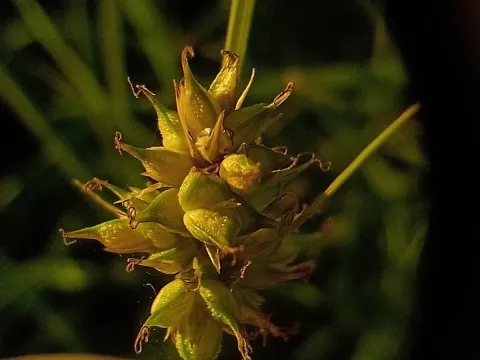 Buenos Aires sedge