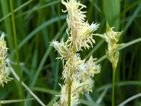 Quaking sedge