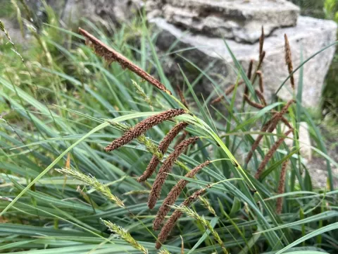 Brazilian sedge