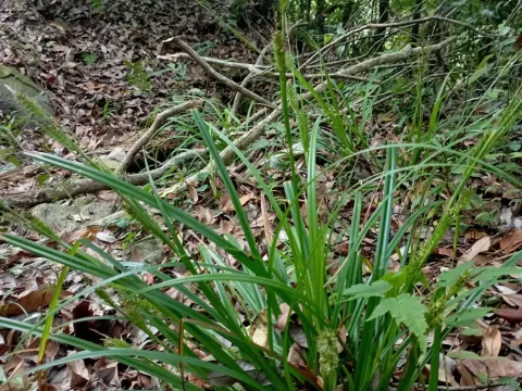 Short-awned sedge