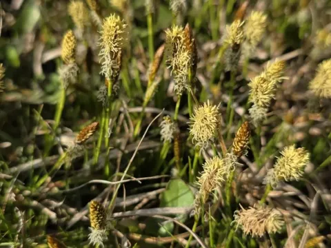 Spring sedge