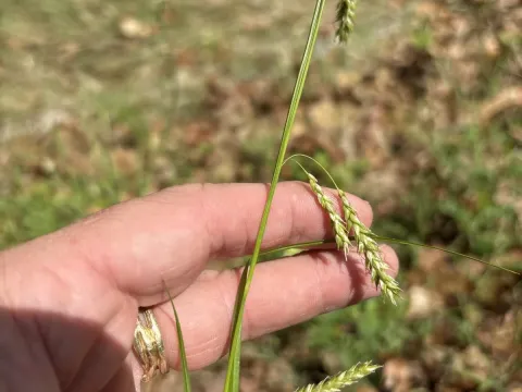 Cherokee sedge