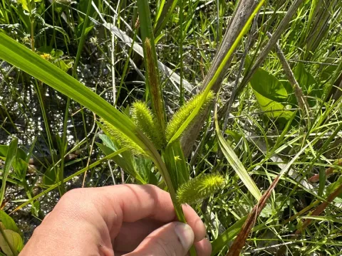 Bristly sedge