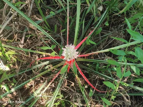 Bromelia