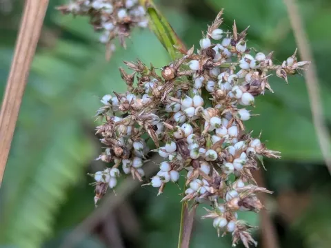 Cross-leaved sedge