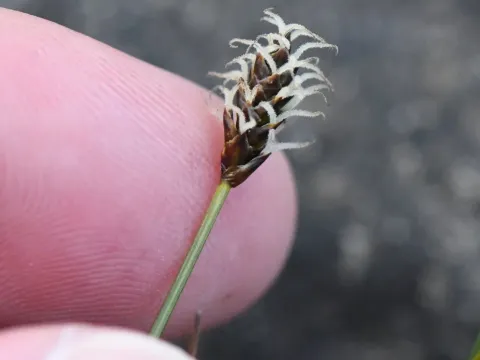 Dioecious sedge