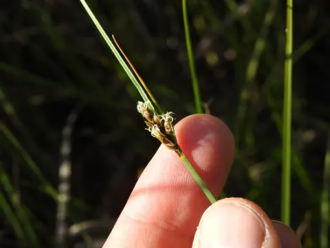 Divised sedge