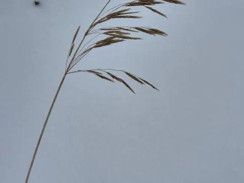 Костёр
