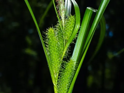 Frank's sedge