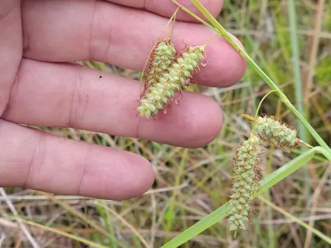Glaucous sedge
