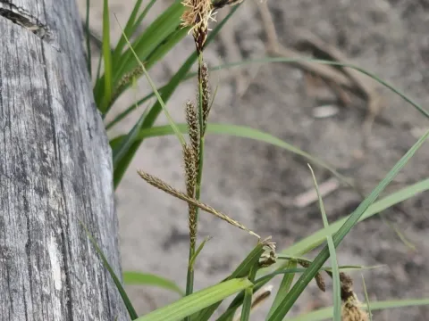 Sharp-leaved sedge