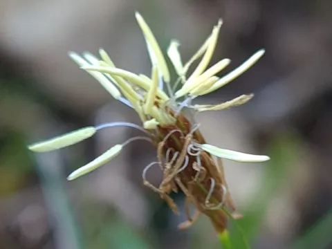 Haller's sedge