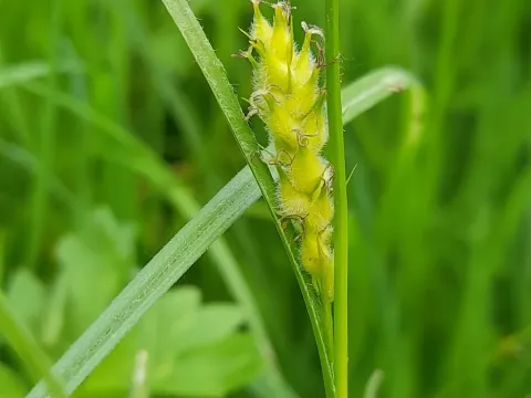 Hairy sedge