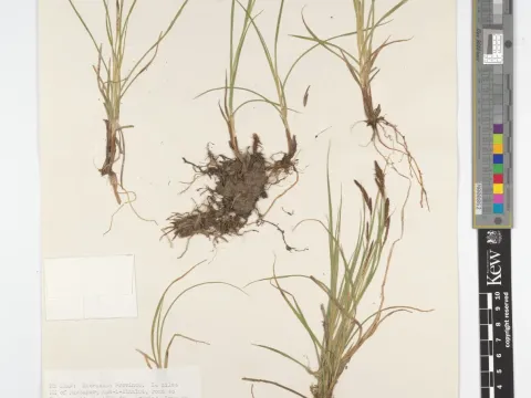 Carex heterostachya