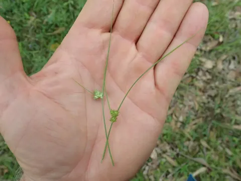 Inversed sedge