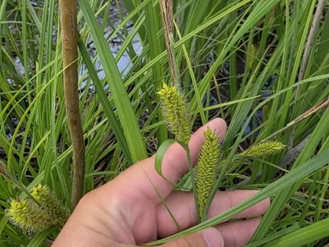 Lake sedge