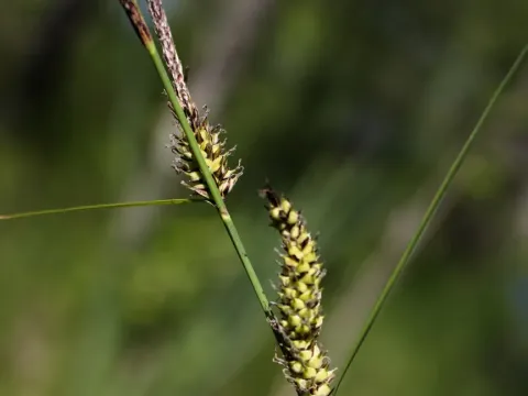 Woolly-fruit sedge