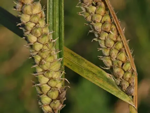 Woolly-fruit sedge