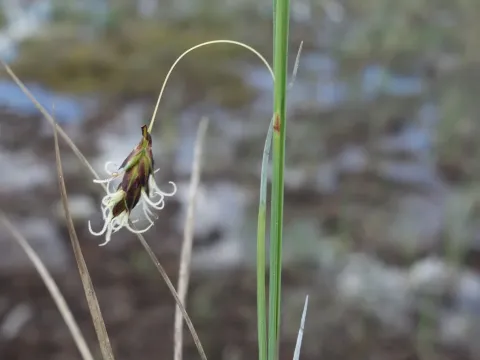 Bog sedge