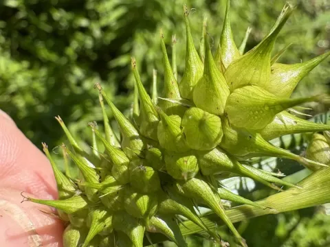Hop sedge