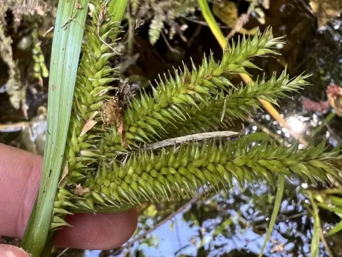 Maori sedge