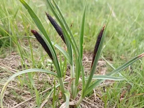 Carex melanostachya