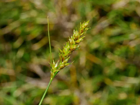 Cloud sedge