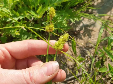 Carex neurocarpa