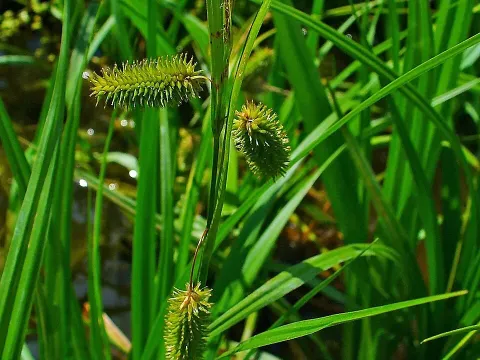False sedge