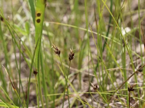 Blunt sedge