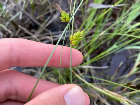 Few-seeded sedge