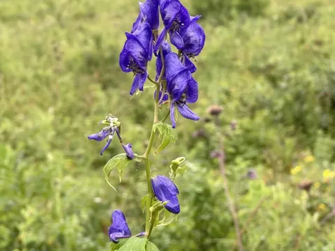 Chinese aconite
