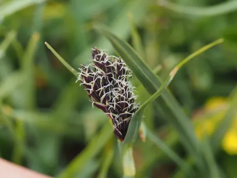 Small-flowered sedge