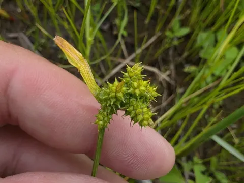 Spring-loving sedge