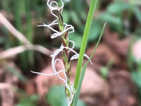 Hairy sedge