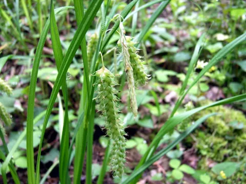 Blue sedge