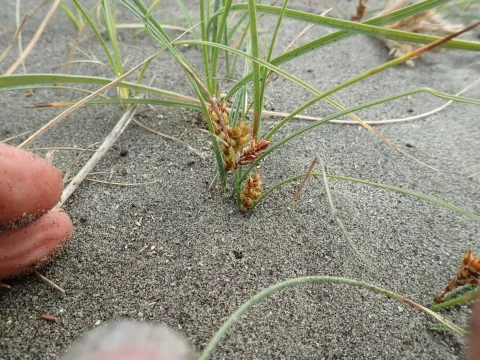 Carex pumila