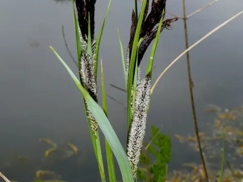 Greater pond sedge