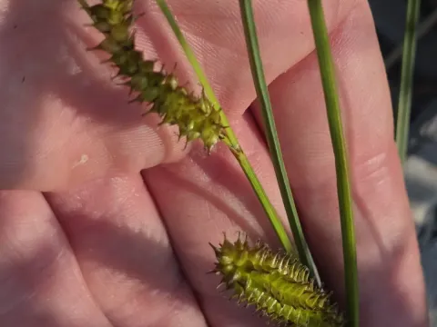 Bottle sedge