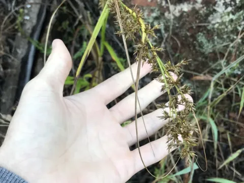 Carex spicatopaniculata