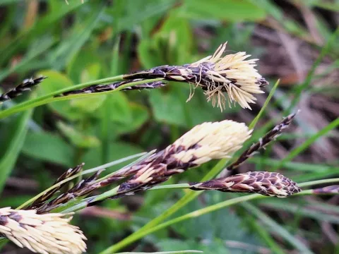 Evergreen sedge